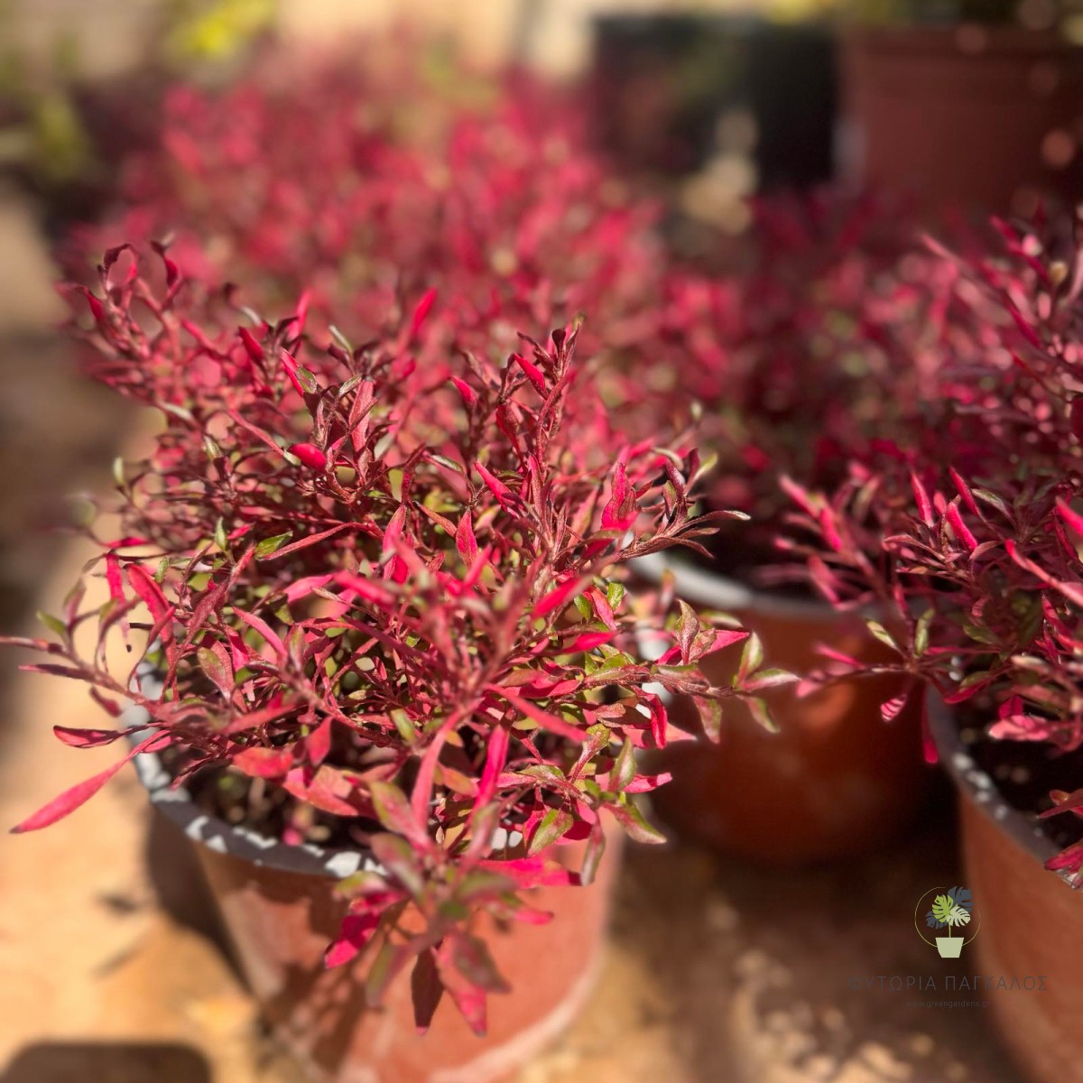 Αλτερνάνθερα (Alternanthera dentata) | Αειθαλής Θάμνος με Μπορντό Φύλλωμα - 2